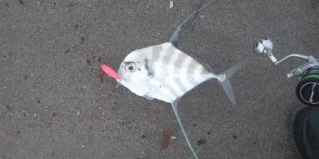 サーフでイトヒキアジ