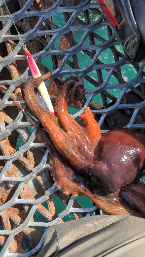 エクスチューン＆ステラSW6000XG鱗付けのつもりが…