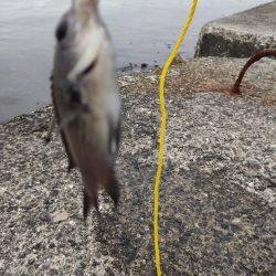 深日漁港 エビ撒きメバル