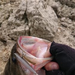 表層死にかけワカサギパターン