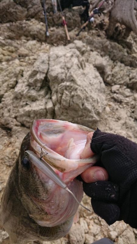 表層死にかけワカサギパターン