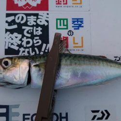 アタリはあるが…