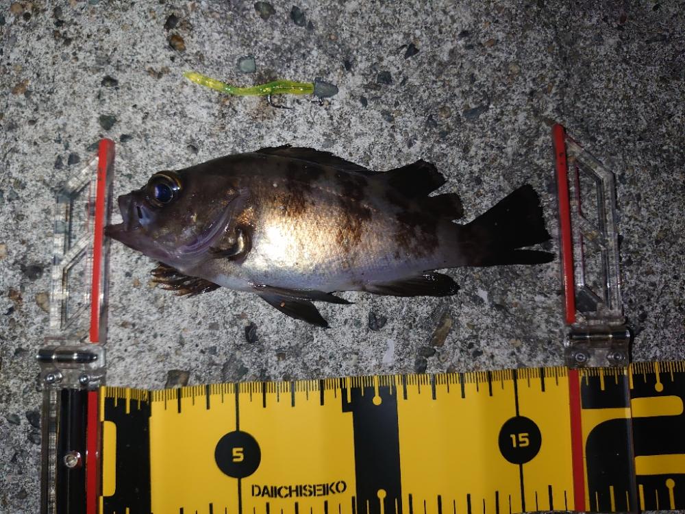 平日メバリング