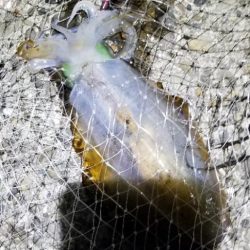 ナイトエギング