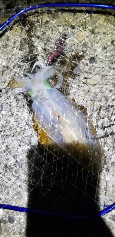 ナイトエギング