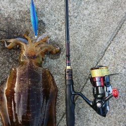 対馬エギング釣果……37