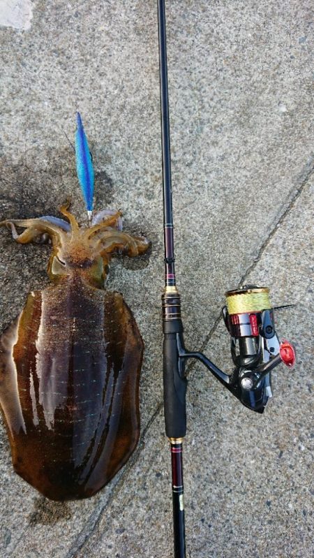対馬エギング釣果……37