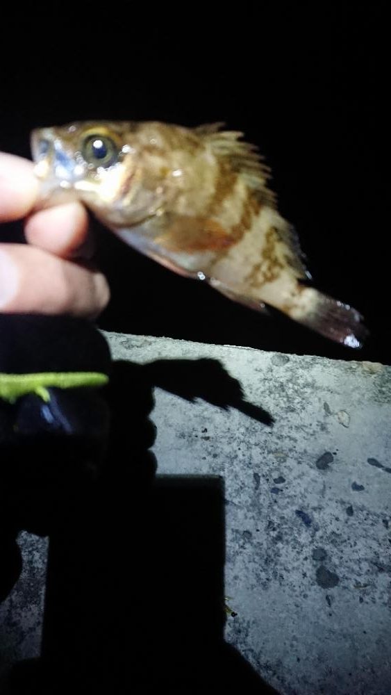 グッドコンディション