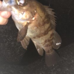 メバリングへ今日は渋め