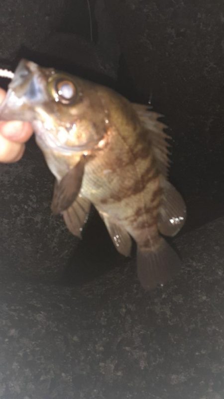 メバリングへ今日は渋め