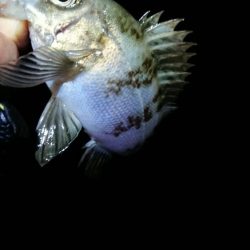 去年とは違う。