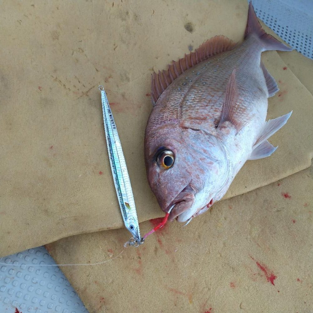 山口県見島沖のジギング