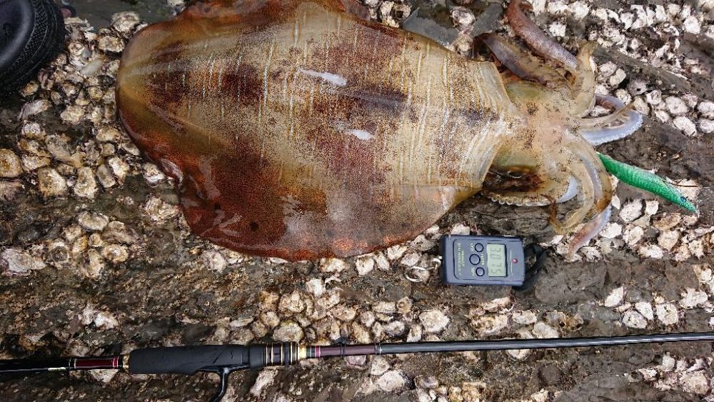 対馬エギング釣果……39