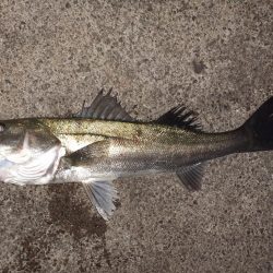 連日のバチ抜けシーバス