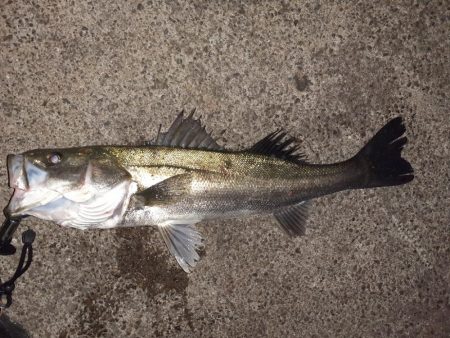 連日のバチ抜けシーバス