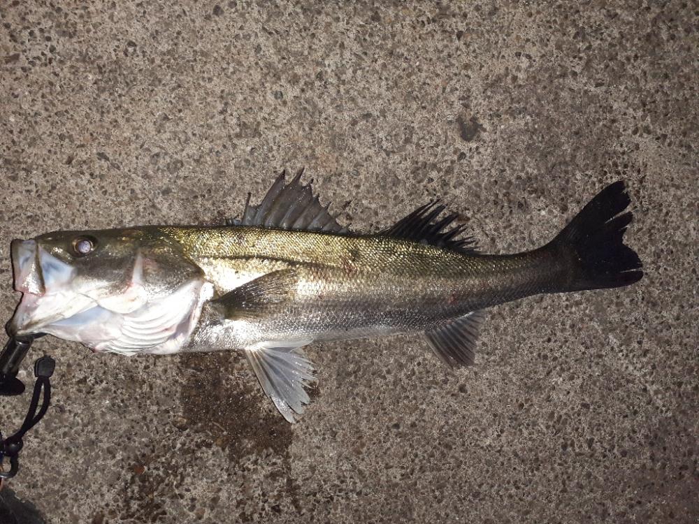 連日のバチ抜けシーバス