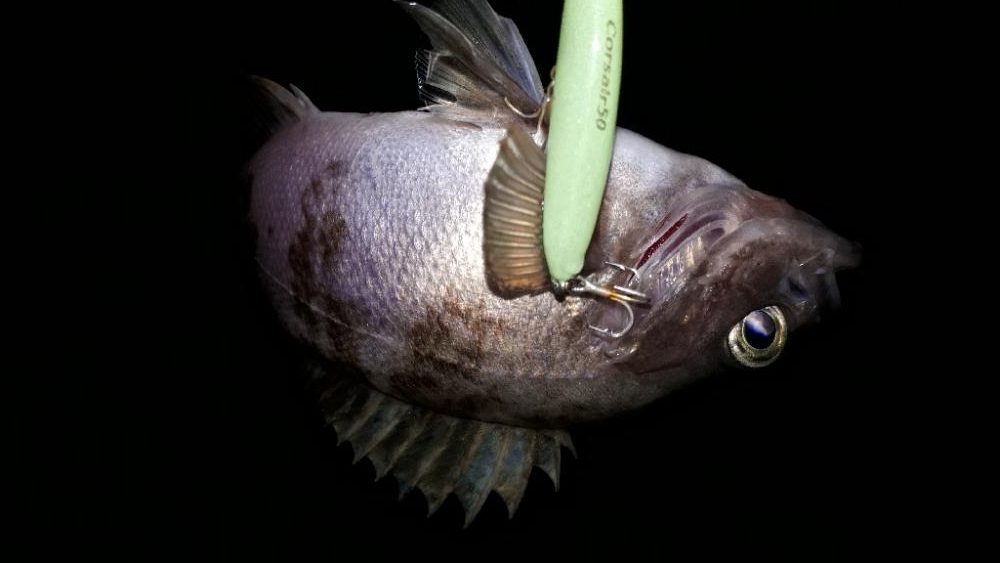 淡路島をランガンルアー