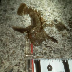 メバリングでオコゼ