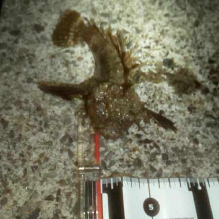 メバリングでオコゼ