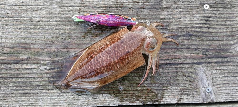 ヤエン撃沈でコウイカ確保