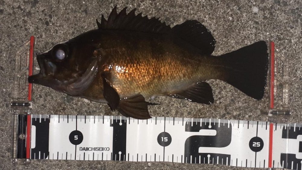 メバリングへいってくる。