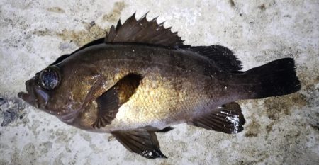 シーズンスタート