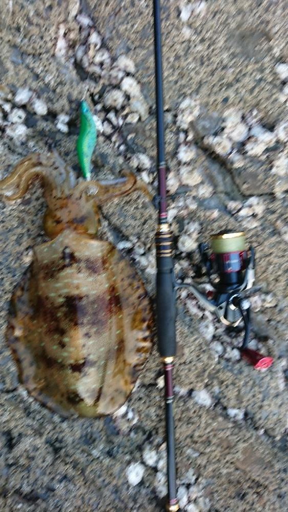 対馬エギング釣果……42