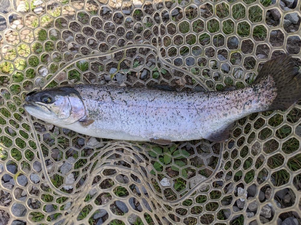 今年最初の川場キングダムフィッシング