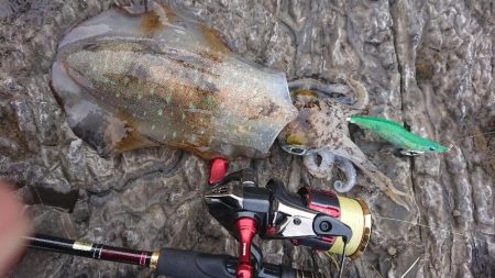 対馬エギング釣果……34