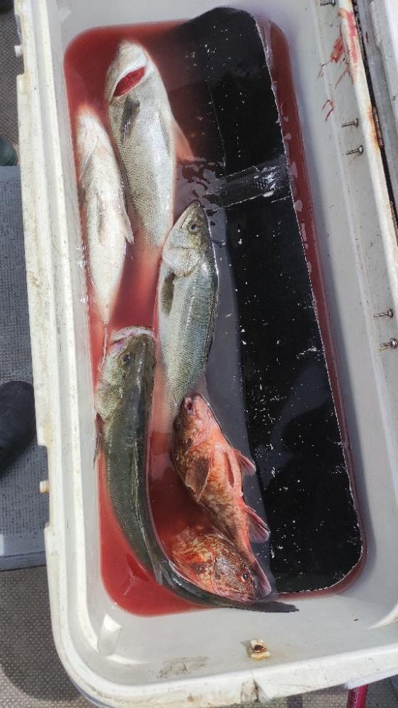 東京湾にて70upシーバス等/ジギング