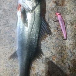 ナイトシーバス