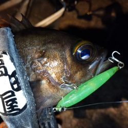 メバルプラッギング