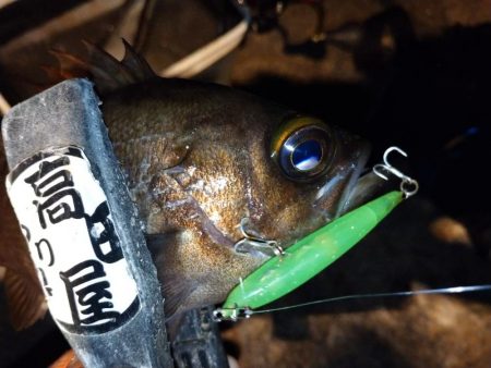 メバルプラッギング