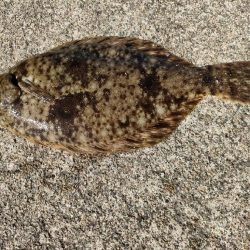 イカでカレイを釣る