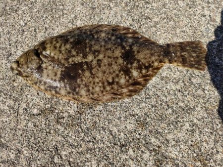 イカでカレイを釣る