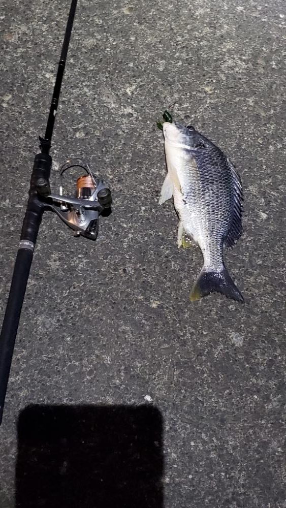 チニング　ワーム３インチ