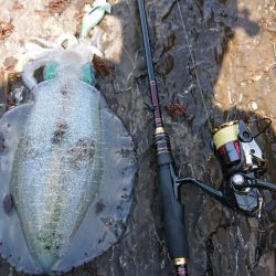 対馬エギング釣果……38