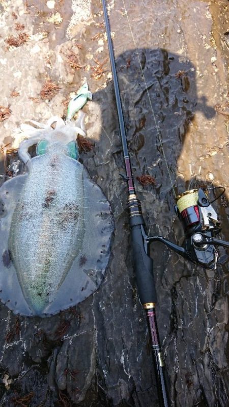 対馬エギング釣果……38