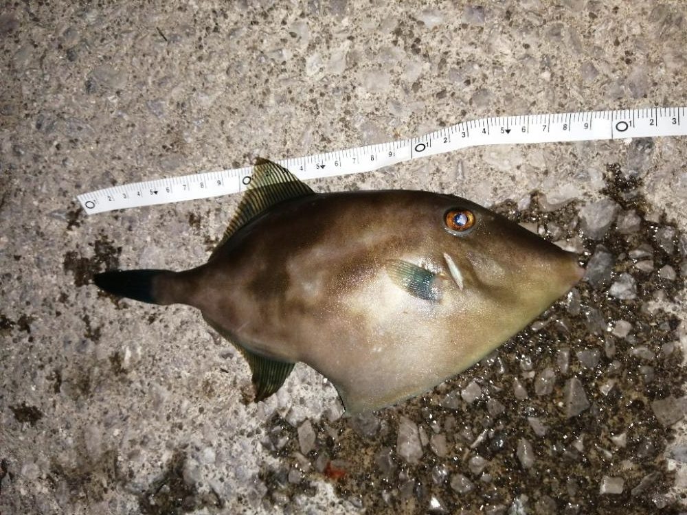 外道もちらほら