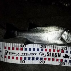 ぼちぼち春シーバス