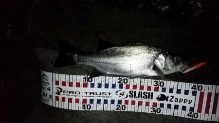 ぼちぼち春シーバス