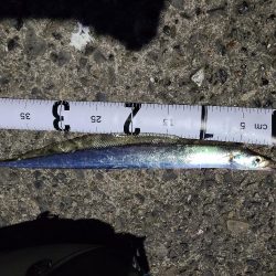 久しぶりの夜釣り