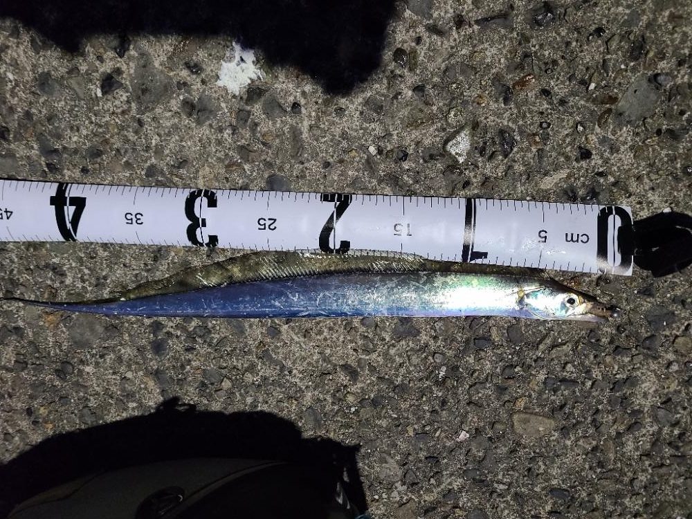 久しぶりの夜釣り