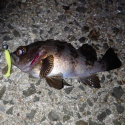 ∞Gからのメバル!