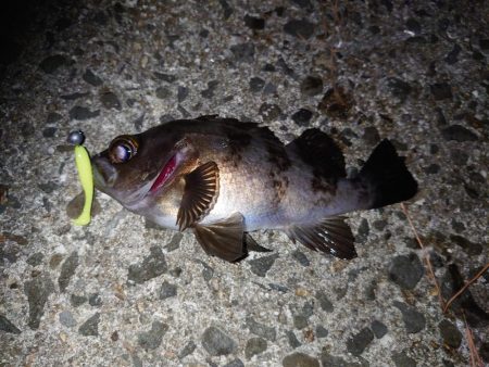 ∞Gからのメバル!