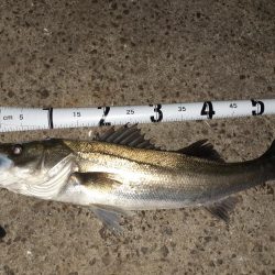 バチ抜けシーバス