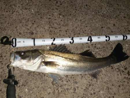 バチ抜けシーバス