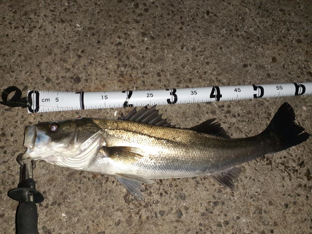 バチ抜けシーバス