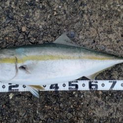 またまたまたブリった!