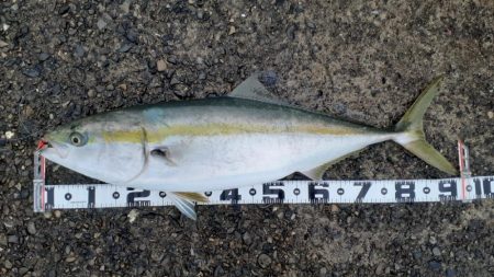 またまたまたブリった！